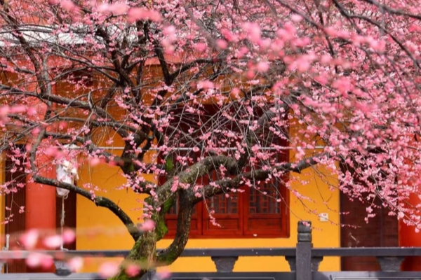 Jinyun entering plum blossom season