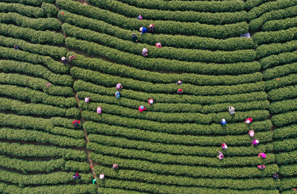 Anji white tea harvest off to promising start