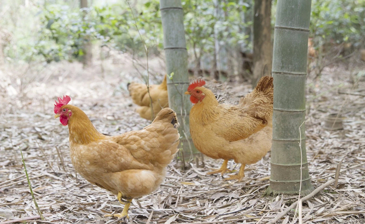 Visionary Anji farmer achieves success by raising chickens in bamboo forest