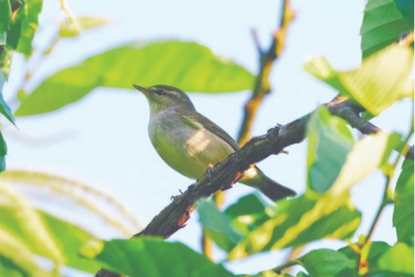 New bird species spotted in Jinyun