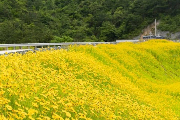 Coreopsis adds eye-catching gold to summer's vast green