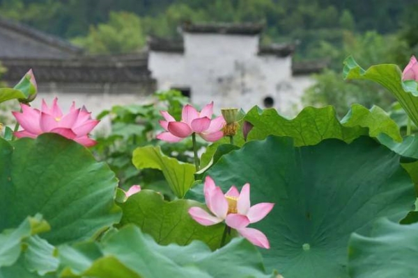 Jinyun's lotus flowers in full bloom