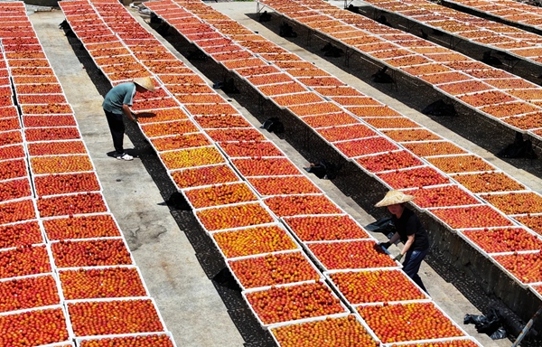 Fuzhou's Yongtai county acts to revitalize plum sector 