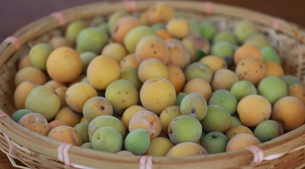 Refreshing Summer drinks made from Yongtai green plums