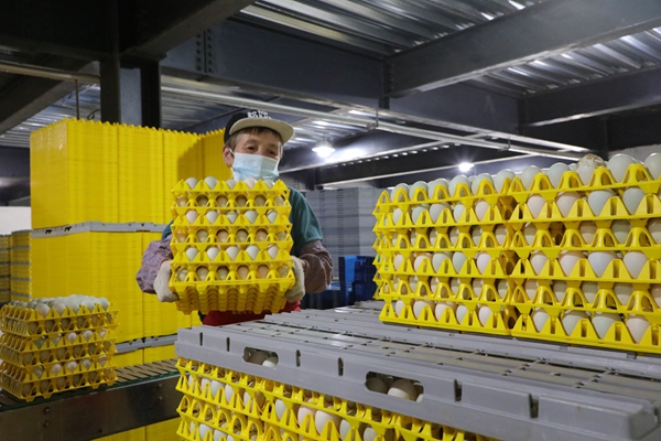 Golden Egg Project in Yongtai revolutionizes duck farming