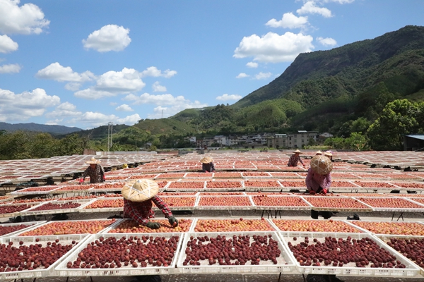 Yongtai's premium plums nurture county's prosperity