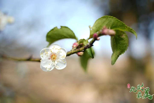 Fujian's Yongtai county embraces winter plum blossom season with cultural festivity 