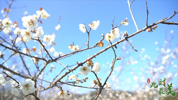 Plum blossom splendor welcomes spring visitors in Yongtai