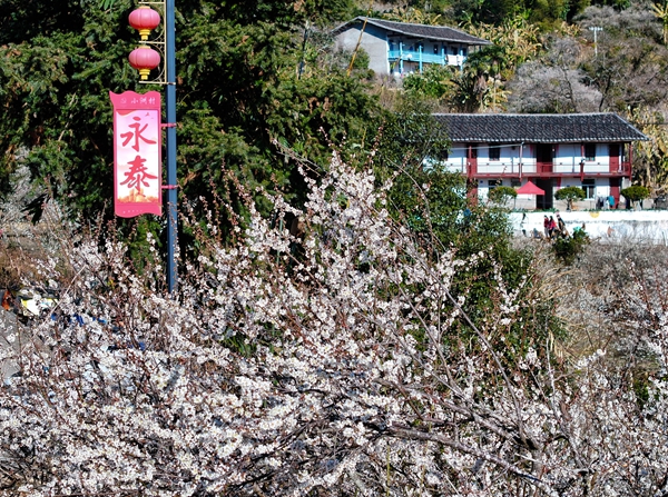 Fujian's Yongtai county blooms with flowery elegance