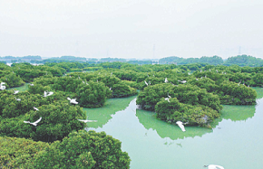 Coastal protection building 'city of mangroves'