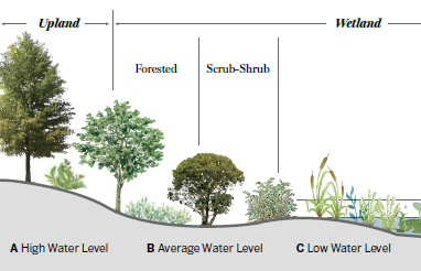 Wetland ecosystem