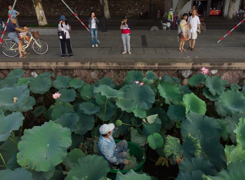 Chen Laidi, a Hangzhou native, gathers lotus leaves and heads at the West Lake..jpg