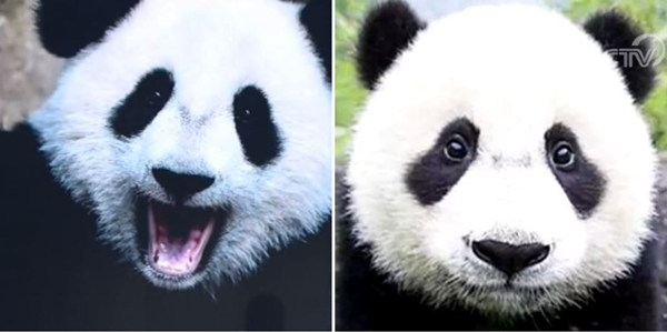 Research spots differences between two types of giant panda