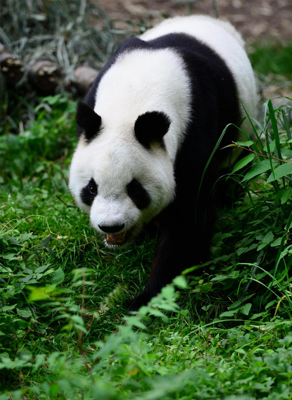 Qinling panda.jpg