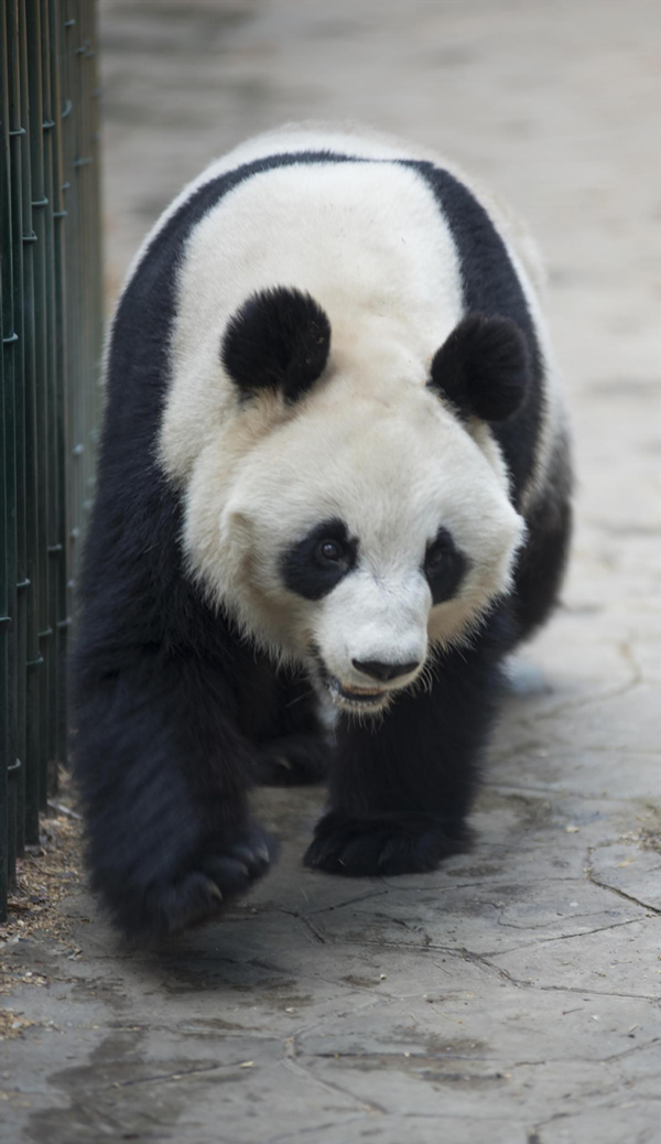 Sichuan panda.jpg