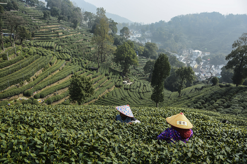 tea plantation.jpg