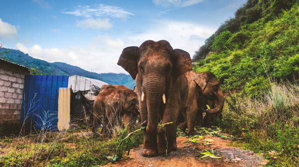 elephants in Yunnan.jpg