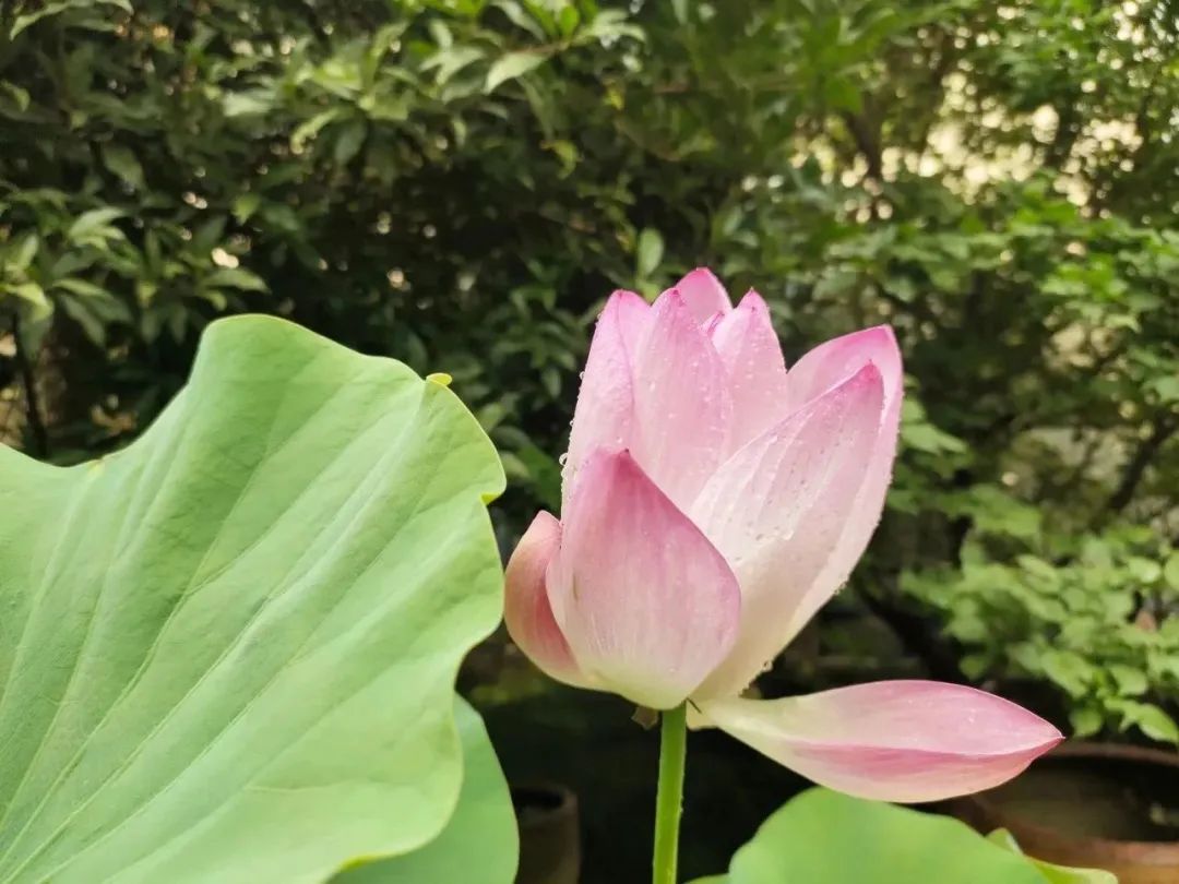 Lotus flower bud, Hangzhou, Zhejiang Province, China