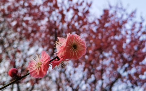 Shaoxing Flower 2.png