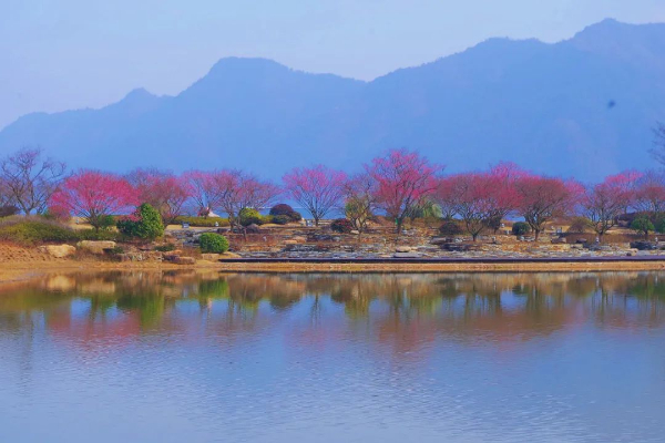 Quzhou Flower.jpeg