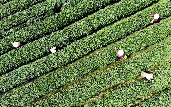 Hangzhou tea.jpg