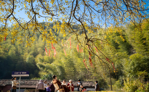 Quzhou Ginkgo 1.jpeg