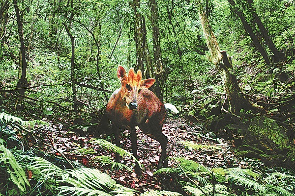 Zhejiang park boasts unique ecosystem