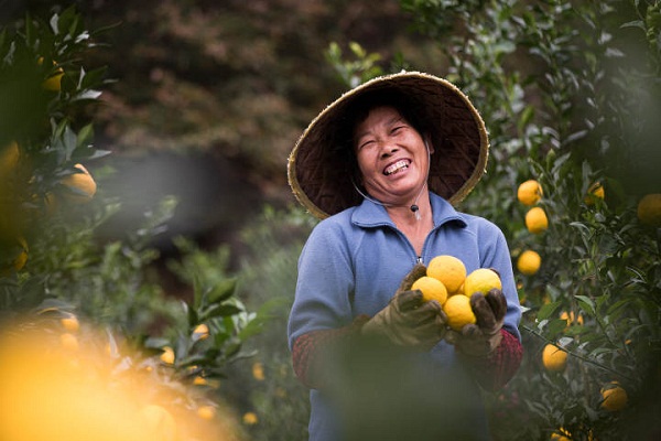 ​Grapefruit industry creates wealth for Changshan residents