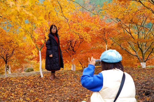 In pics: Maple leaves brighten Jiangshan in winter
