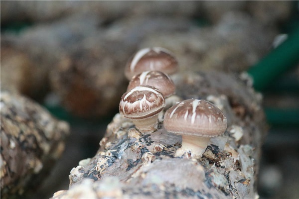 Digital mushroom greenhouses bring wealth to Quzhou farmers