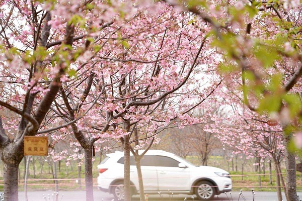 Cherry blossoms bring wealth to village in Quzhou