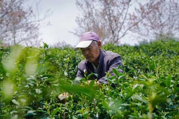 Quzhou sees improved spring tea harvest