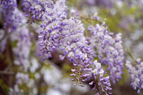 In pics: Wisterias in full bloom in Quzhou