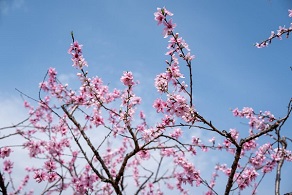 In pics: Peach blossoms bloom in Quzhou