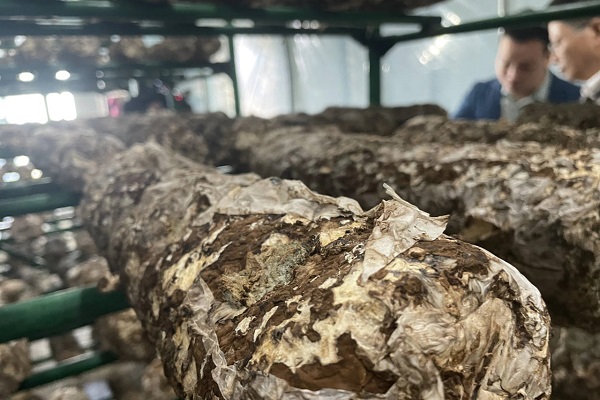 Technologies boost mushroom industry in Quzhou