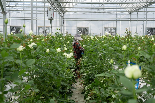 Digitalization makes flower cultivation more efficient