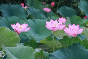 Lotus flowers in full bloom in Quzhou