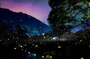 Best places to watch fireflies in Quzhou