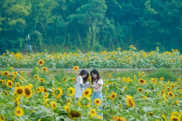 Sunflowers bloom in Quzhou village