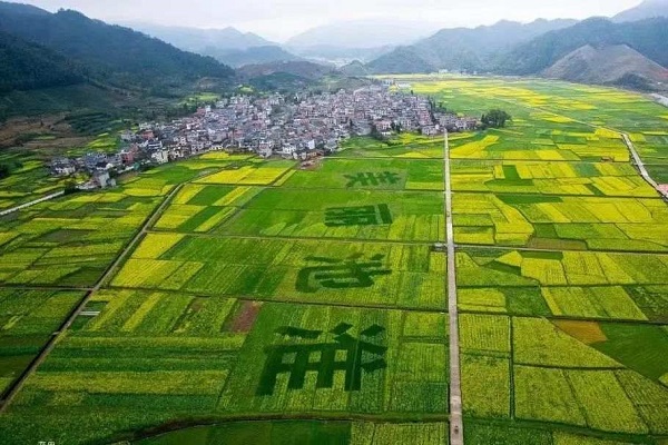 Crop rotation boosts income in Quzhou town