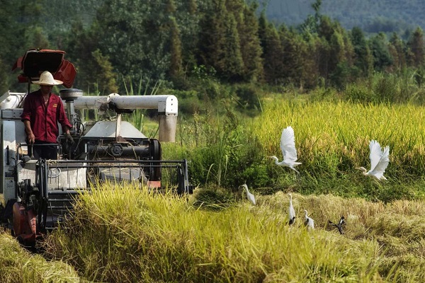 3 places in Quzhou recognized as national strong agricultural towns