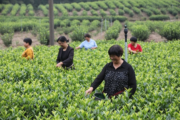 Yellow tea brings prosperity to farmers in Quzhou