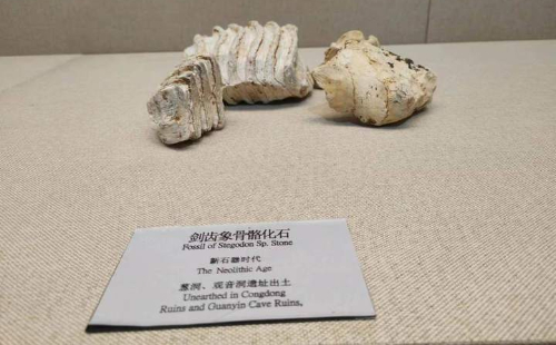 'Quzhou natives' used to eat woolly mammoths