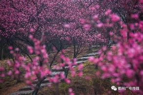 Tour map for admiring plum blossoms in Quzhou