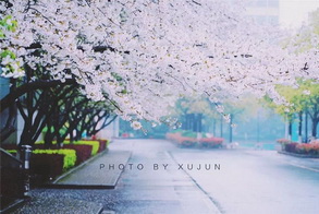 In pics: Cherry blossoms adorn the path in Quzhou