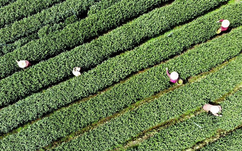  Zhejiang to host fourth China International Tea Expo in late May