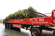 Hangzhou partners with Quzhou to profit from planting trees