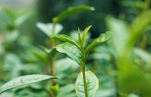 ​Kaihua Longding tea leaves ready for picking