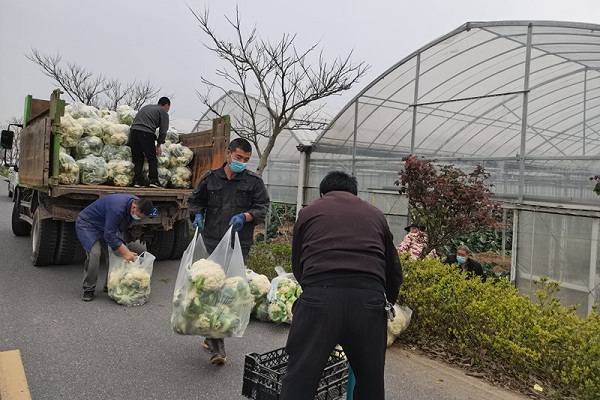 ​Quzhou government helps sell 50,000 kg of cauliflowers