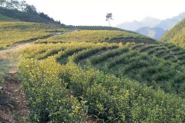 ​Tea enters harvest season in Kaihua